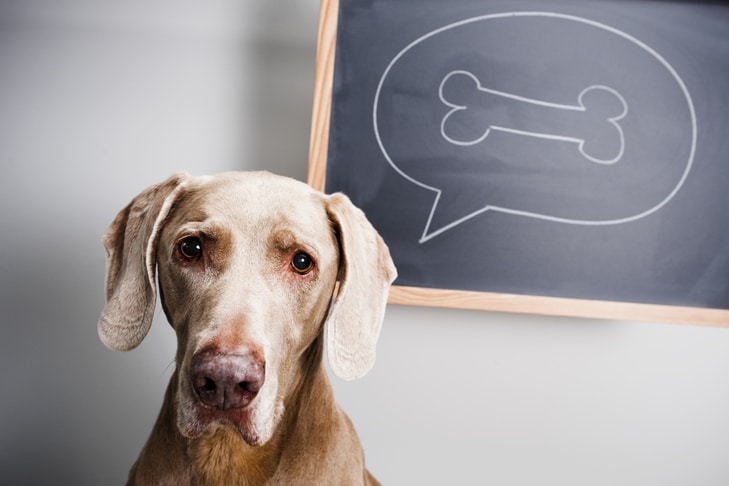 Cachorros podem comer ossos?