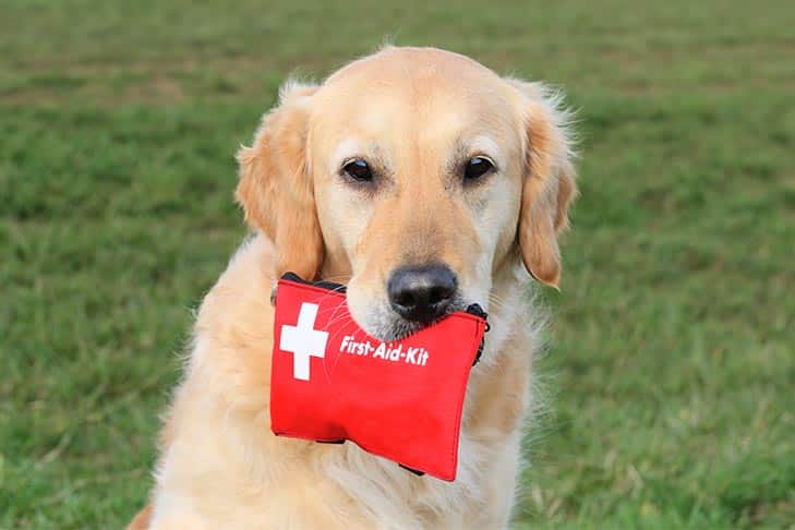 Kit de primeiros socorros para cães essenciais