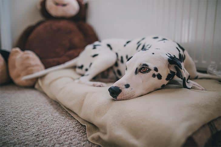 O que fazer se uma aranha morder seu cachorro