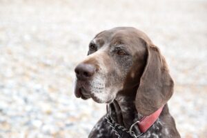 Hearing Loss in Senior Dogs: Signs, Symptoms, and Management