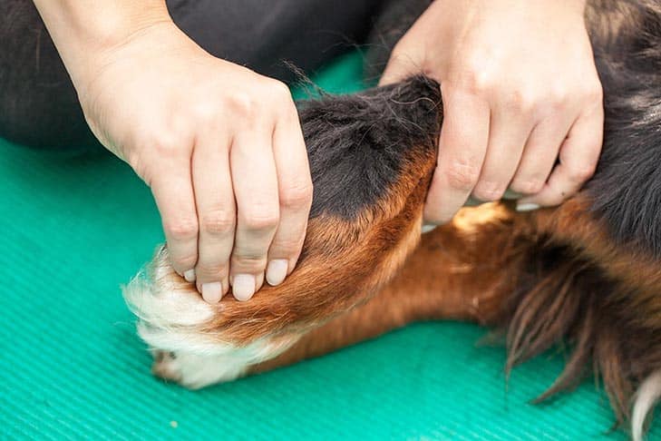 Everything You Need to Know About Chiropractic Care for Dogs