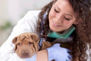 Spay and Neuter Alternatives: Hormone-Preserving Sterilization