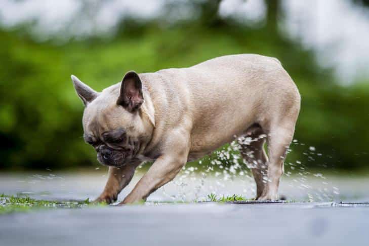 Leptospirosis in Dogs: Causes, Symptoms, and Treatment