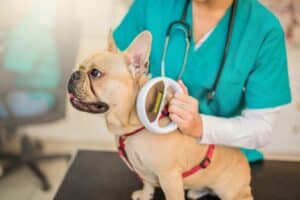 Why Microchipping Your Dog Is a Major Safety Measure