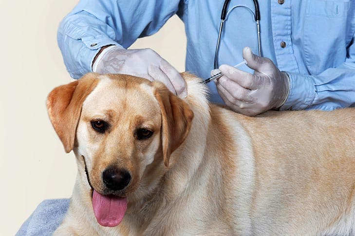 Bordetella Vaccine for Dogs: What to Know