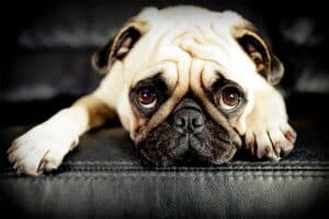 How to Help Anxious Dogs Deal With End-of-Summer Sadness