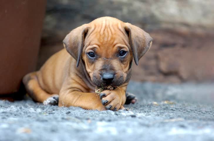 Why Does My Dog Lick Their Paws?