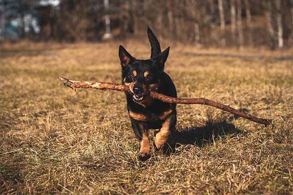 Sticks and Stones: Can They Hurt Dogs?