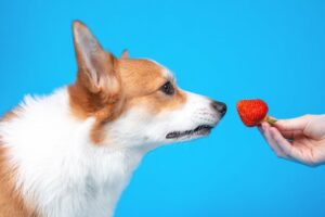 Can Dogs Eat Strawberries? – American Kennel Club