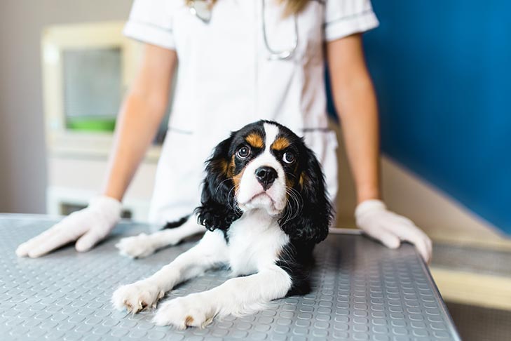 Lymphoma in Dogs: Symptoms, Diagnosis, and Treatment