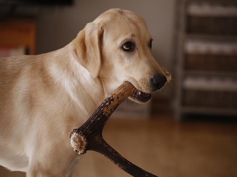 Are Antlers for Dogs Safe?