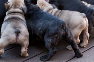Why Do Dogs Lick Their Butts?