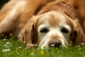 Dog Vision Loss: Signs, Symptoms, and Management