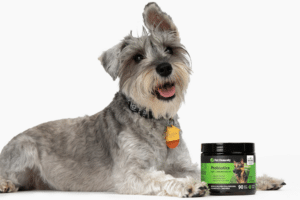 Choosing Probiotics for Your Dog: Boosting Health and Well-Being