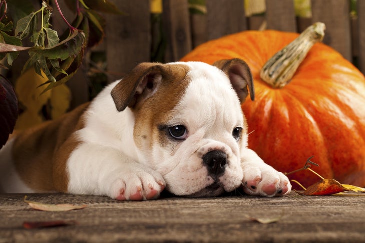 Easy Pumpkin Dog Treat Recipes for a Fun and Tasty Fall