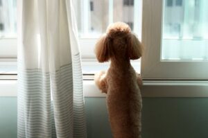 Separation Anxiety in Dogs: Causes, Prevention, and How to Solve It