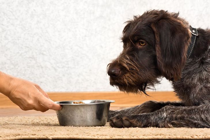 Homemade Dog Food Recipes: Choosing Balanced Ingredients