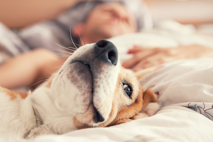 At-Home Pain Relief Options for Dogs