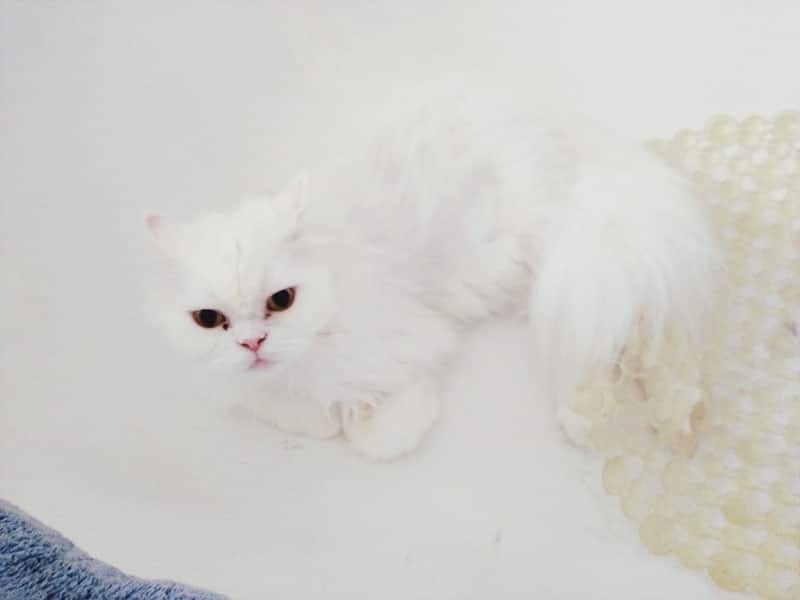 Cat Meows in Bathtub? Here’s What He/She Likely Wants