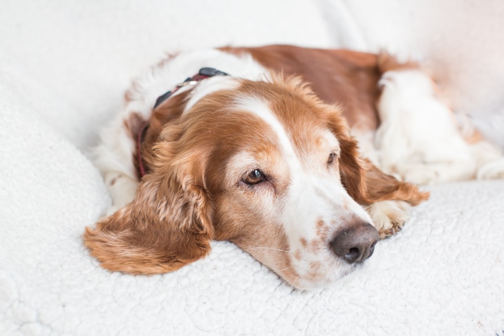 Addison’s Disease in Dogs: Symptoms, Diagnosis, Treatment, and Prevention
