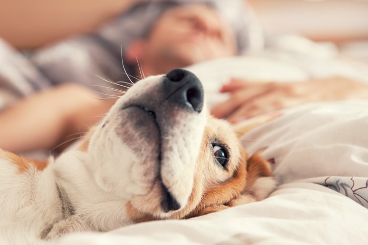 Drug-Free Pain Relief Options for Dogs You Can Use at Home