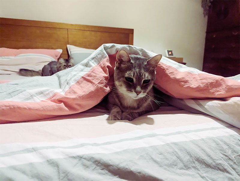“Will My Cat Suffocate Under the Covers?” I’ve Thought This Myself…