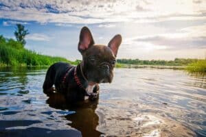 Bufo Toad Poisoning and Dogs: Symptoms and Prevention