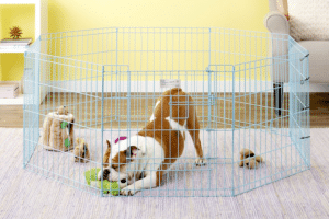 Exercise Pens: Playpens for Dogs