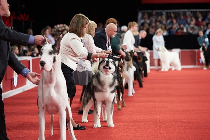 How Do I Get Started in Dog Shows?