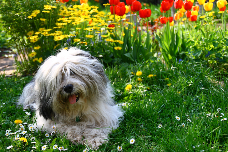 Plants that Are Poisonous to Dogs