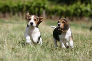 Why One Puppy Might be Better Than Two