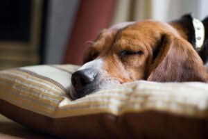 Unknown Canine Respiratory Illness: What We Know So Far