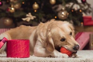 Are Poinsettias Poisonous to Dogs? What to Know