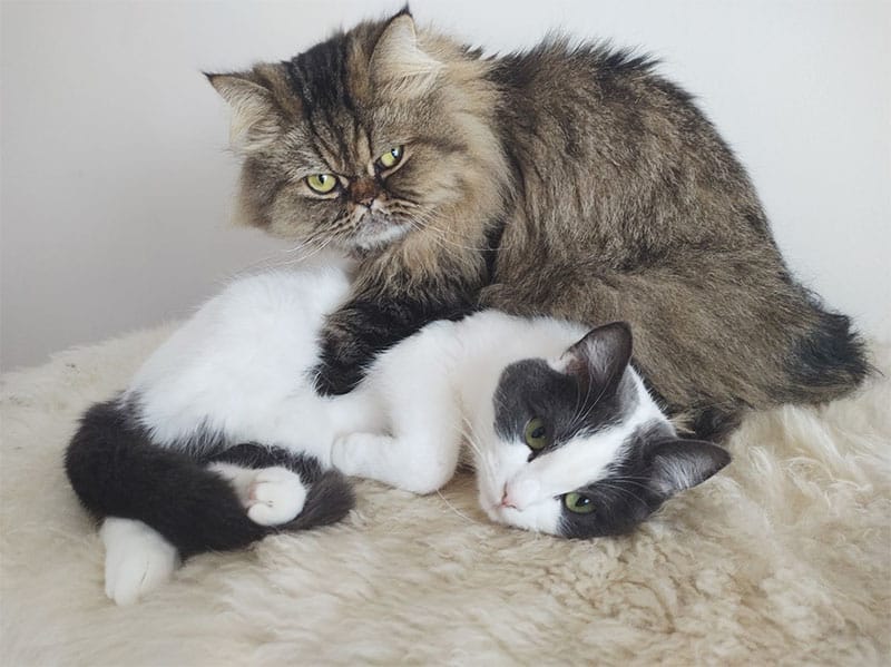 “My Old Cat Hates New Kitten, But I Love Both! Can You Help?” Yes!!