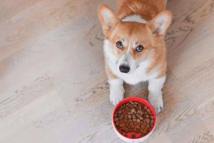 Food Allergies in Dogs: What to Know