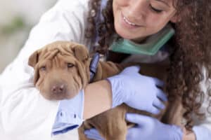 When to Seek a Second Opinion from a Veterinary Specialist