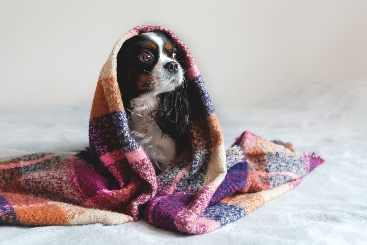 Can Dogs Catch a Cold?