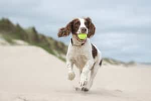 What If My Dog Eats Sand? Dangers of Sand Ingestion in Dogs