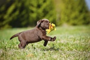 Exercise and Fitness Tips for Puppies