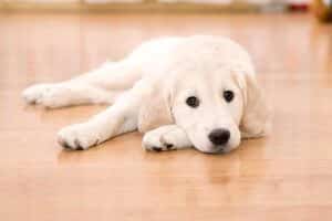 What to Do if Your Puppy Has Diarrhea