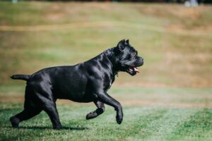 AKC FIT DOG 101: How to Get Started