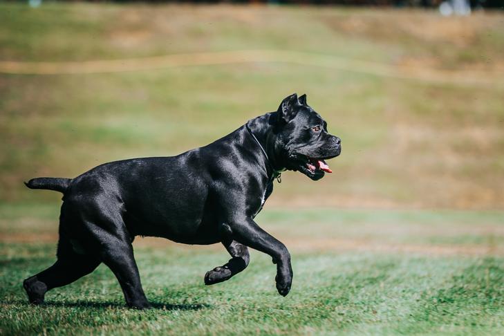 AKC FIT DOG 101: How to Get Started