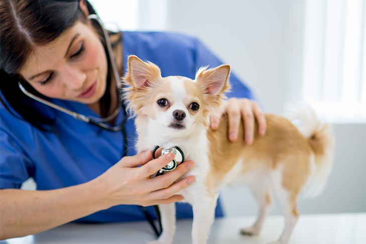 What to Know About HGE, or Acute Hemorrhagic Diarrhea Syndrome in Dogs