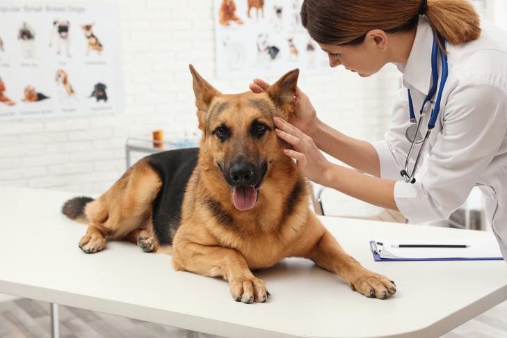 Candida Auris in Dogs: Signs, Symptoms, Treatment