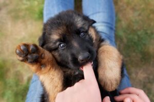 A Survival Guide – American Kennel Club