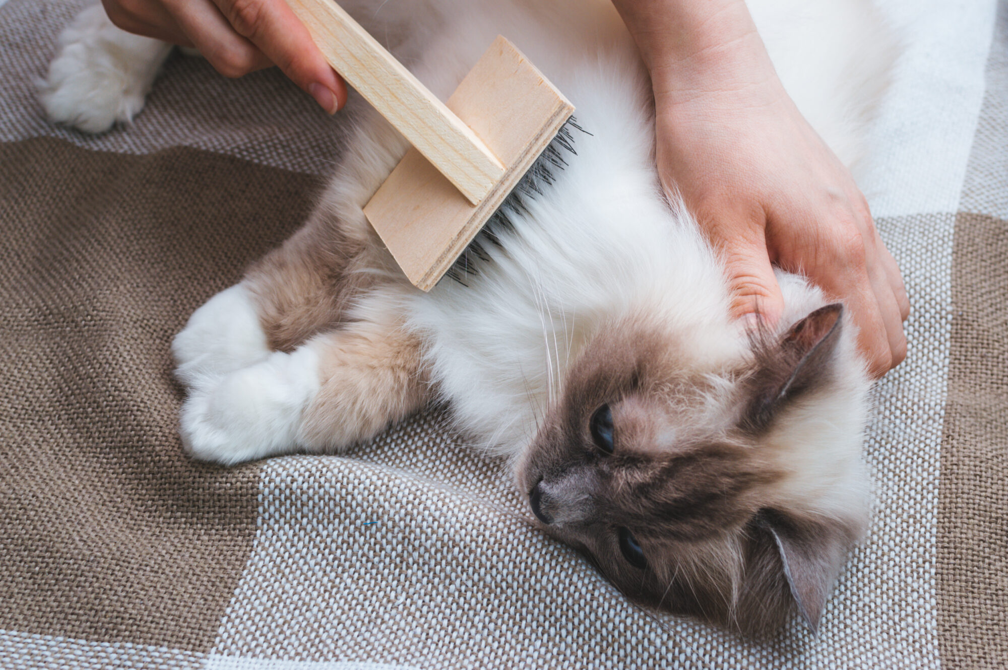 All Cats Shed, but What’s Normal, and What’s Not?﻿ | Cat Care of Vinings