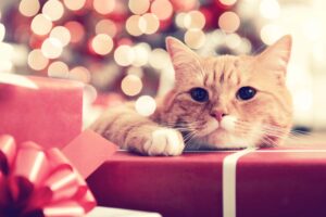 Safety Tips to Keep Your Holidays Feline-Friendly