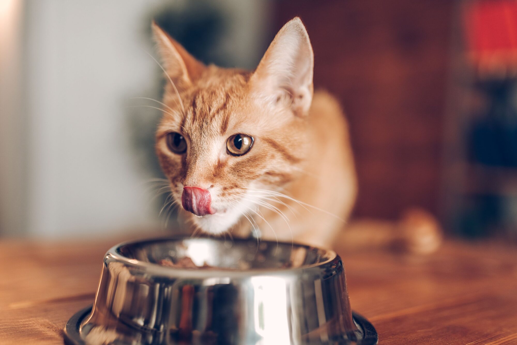 What Your Cat Should Be Eating