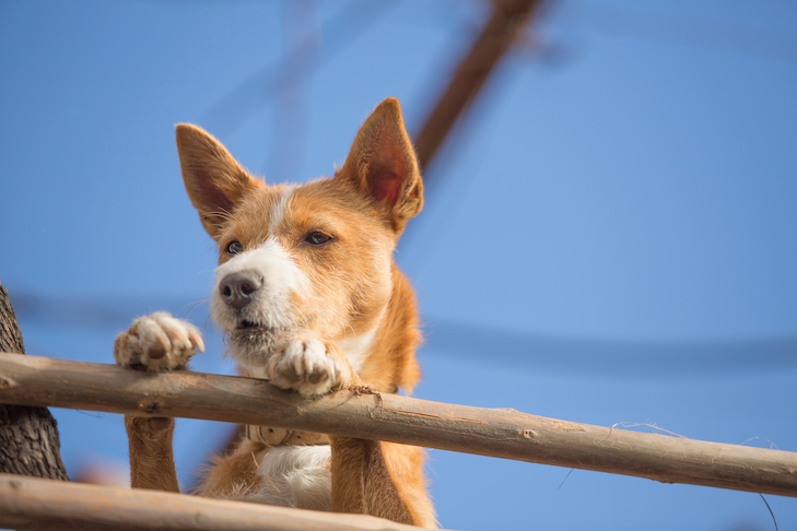 What Type of Dog Fence Should I Have?