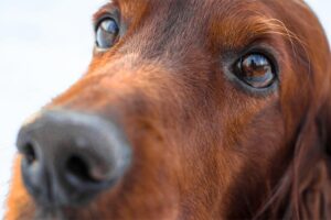 Cherry Eye in Dogs: Signs, Symptoms, Treatments